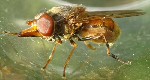Réf. 357 084 : Rhingia campestris